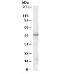 Septin 7 Antibody - image 1