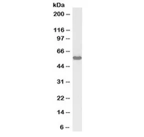 KPNA3 Antibody (Biotin Conjugate) - image 1