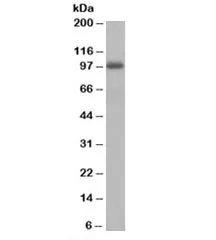 AKAP8 Antibody - image 1