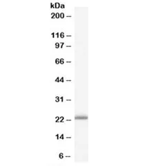 RBP4 Antibody - image 1