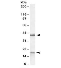 Ramp1 Antibody - image 1