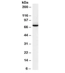 SWAP70 Antibody - image 1