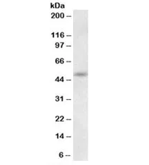 Synaptotagmin-9 Antibody - image 1