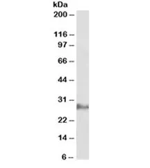 IL22 Antibody - image 1