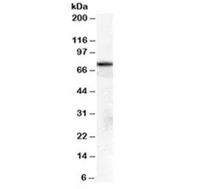 HSPA8 Antibody - image 1