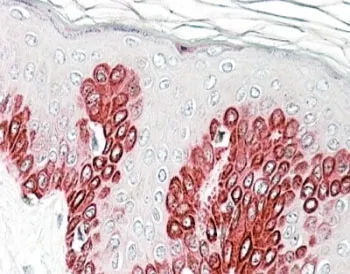 Sirtuin 1 Antibody - image 1