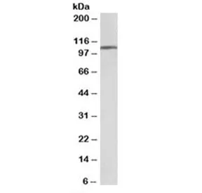 AP2A1 Antibody - image 1