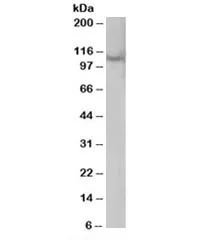 Rabenosyn 5 Antibody - image 1