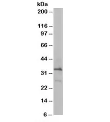 ARPC2 Antibody - image 1