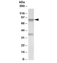 VAP-1 Antibody / AOC3 - image 1