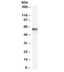 VPS45 Antibody - image 1