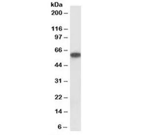 P2rx4 Antibody - image 1