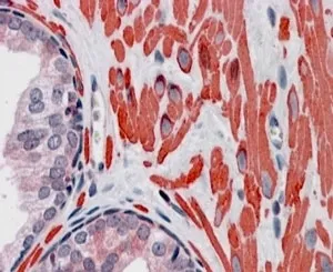 VPS37C Antibody - image 1