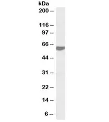 RAP1 Antibody - image 1