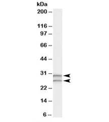 COMT Antibody - image 1