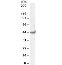 ERK1 Antibody - image 1