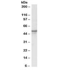 NPY5R Antibody - image 1