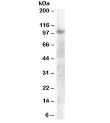 FGFR2 Antibody - image 1