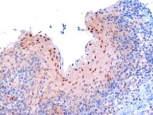 RANBP9 Antibody - image 1