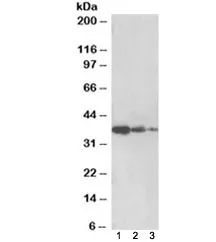 PP2A Antibody - image 1