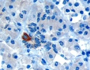 PAR6 Antibody - image 1