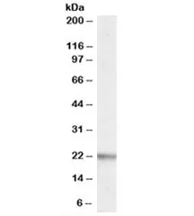 LIGHT Antibody - image 1
