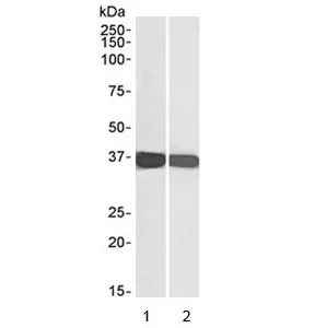 GAPDH Loading Control Antibody - image 1