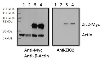 ZIC2 Antibody - image 1