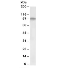 DAG Antibody - image 1