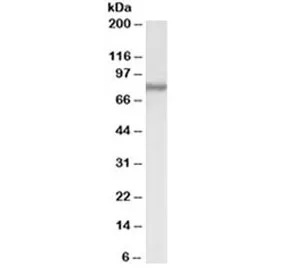 ACSL4 Antibody - image 1