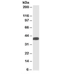 ALS2CR1 Antibody - image 1