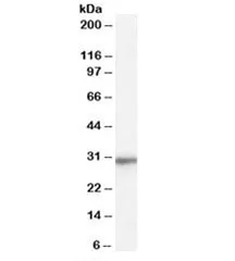 RPL8 Antibody - image 1