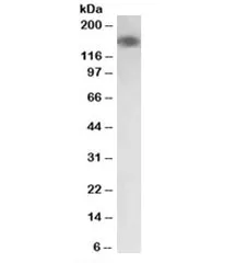MYLK Antibody - image 1