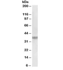 Clusterin Antibody - image 1