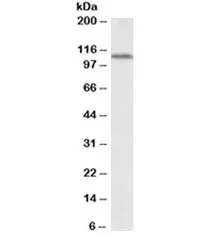 LSD1 Antibody - image 1