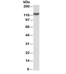 ADAM19 Antibody - image 1