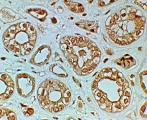 FZD4 Antibody - image 1