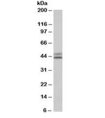 IDH1 Antibody - image 1