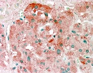 Semaphorin 3E Antibody - image 1