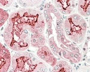 KLK6 Antibody - image 1
