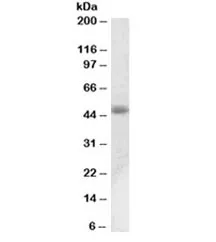 ACPP Antibody - image 1