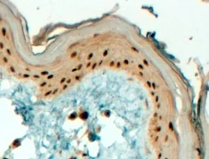 TFAP2C Antibody - image 1