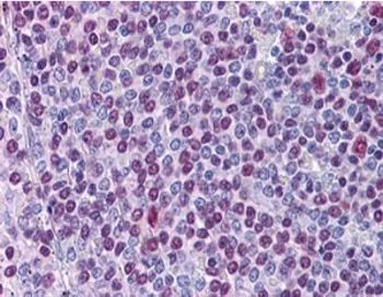 NONO Antibody / p54nrb - image 1