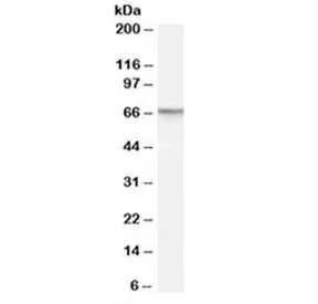PDE11A Antibody - image 1
