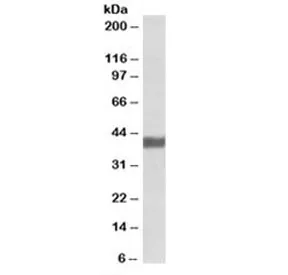 FBXO32 Antibody - image 1