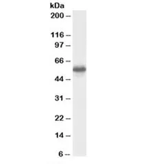 CSN1 Antibody - image 1