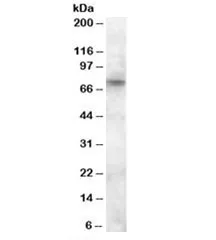 ABCD3 Antibody - image 1