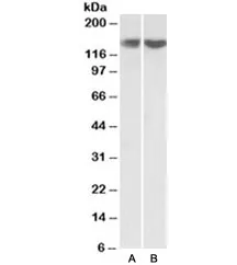 REST Antibody - image 1