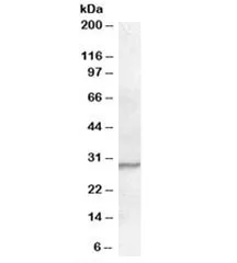 PGRP-S Antibody - image 1