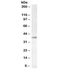 RNF2 Antibody - image 1